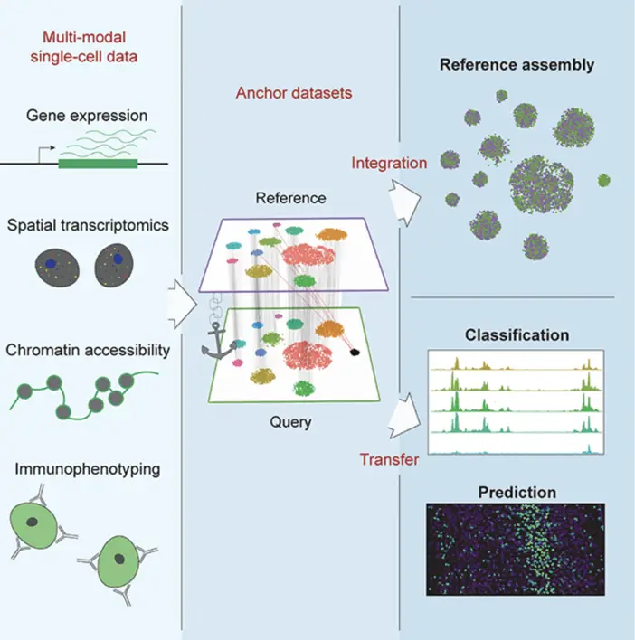 single cell and immunophenotyping | Learn Cytometry sc-RNA-sequencing and Immunophenotyping