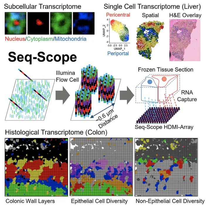 spatial transcriptomics | Learn Cytometry spatial analysis