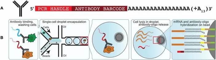 Picture2 | Learn Cytometry