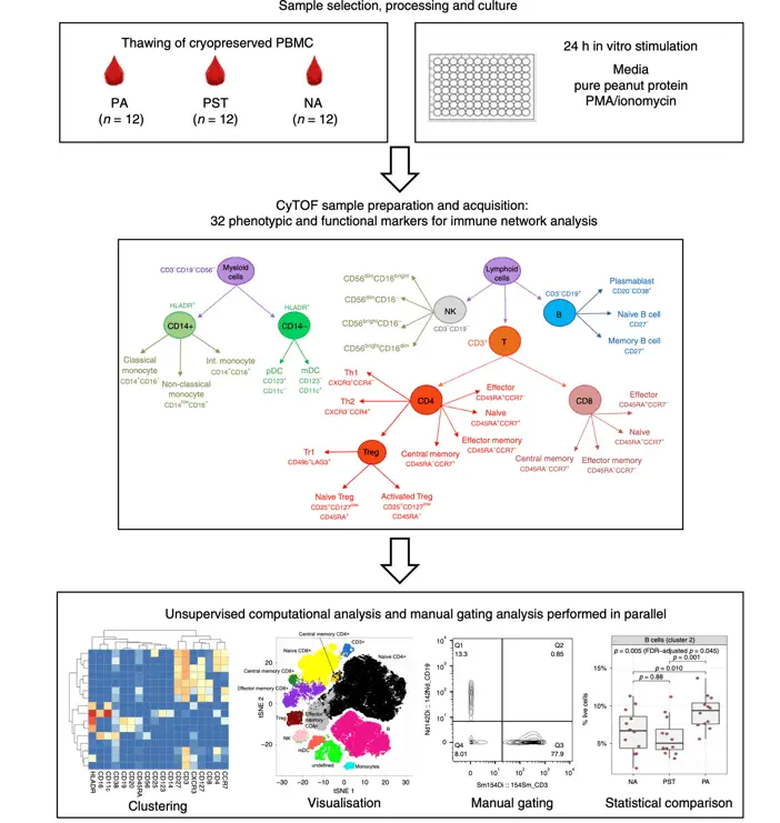 IgE-mediated hypersensitivity and CyTOF | Learn Cytometry IgE-mediated hypersensitivity and CyTOF