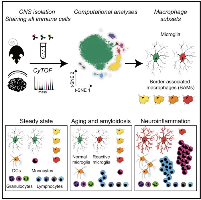 Protocol for profiling neuroinflammation through mass cytometry analysis | Learn Cytometry Protocol for profiling neuroinflammation through mass cytometry analysis