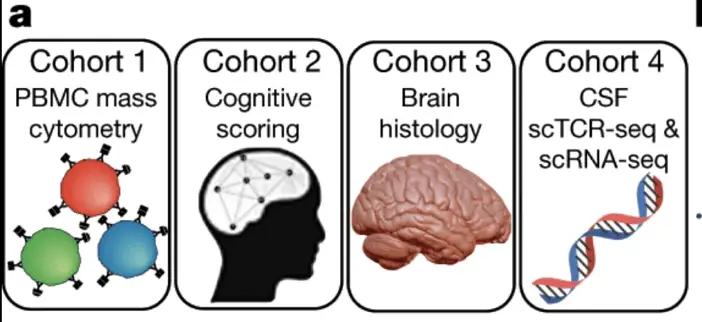 4 different cohorts used for neuro-immuno profiling | Learn Cytometry 4 different cohorts used for neuro-immuno profiling