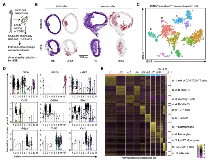 Atherosclerosis analysed by mass cytometry analysis | Learn Cytometry Atherosclerosis analysed by mass cytometry analysis