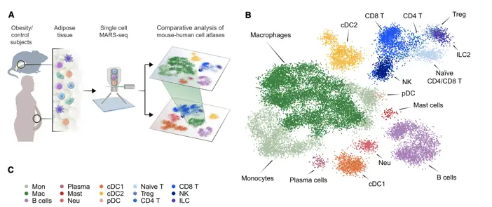 Obesity and mass cytometry | Learn Cytometry Obesity and mass cytometry