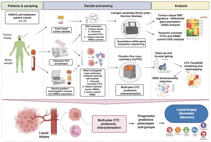 Liquid biopsy analysis protocol | Learn Cytometry Liquid biopsy analysis protocol