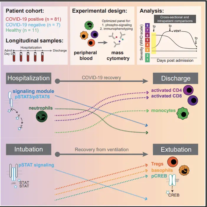 Picture16 | Learn Cytometry mass cytometry can identify a consistent immune recovery pathway in hospitalized COVID-19 patients