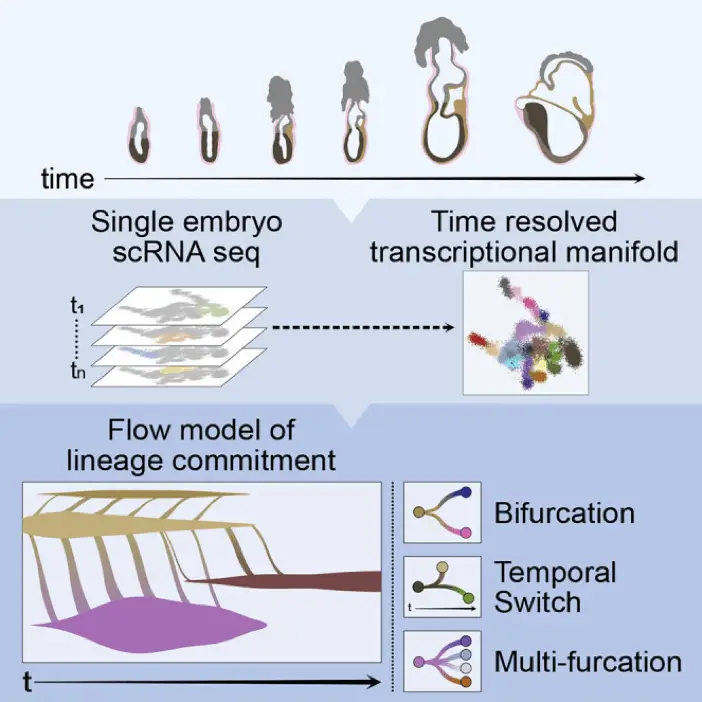Embryo development and mass cytometry