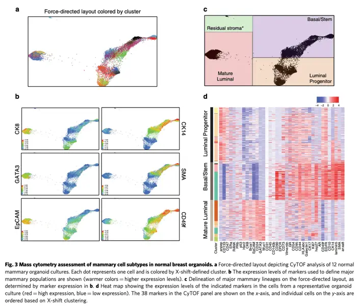 Mass cytometry assessment of mammary cell subtypes in normal breast organoids