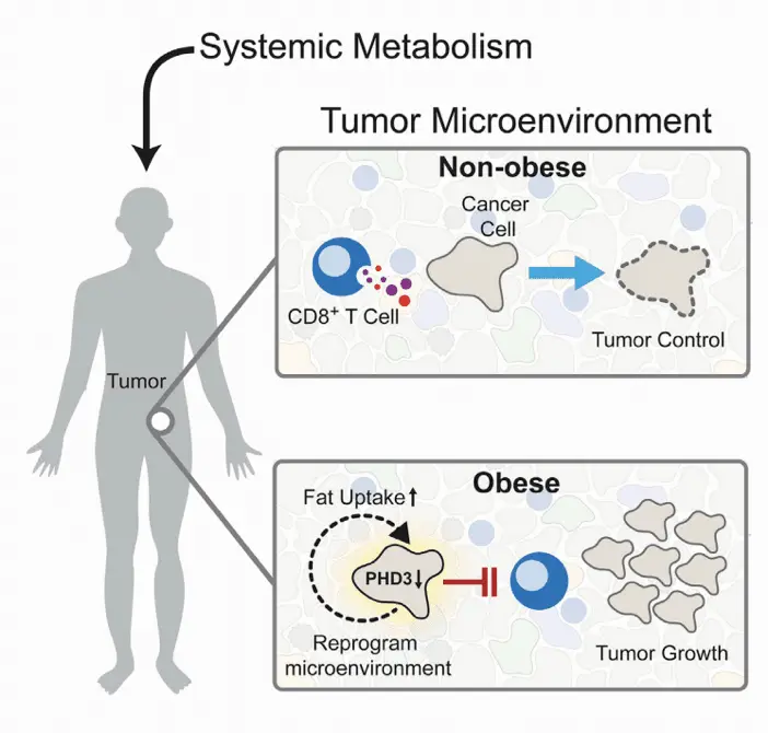 Tumor microenvironment and systemic metabolism analysed by mass cytometry | Learn Cytometry Tumor microenvironment and systemic metabolism analysed by mass cytometry