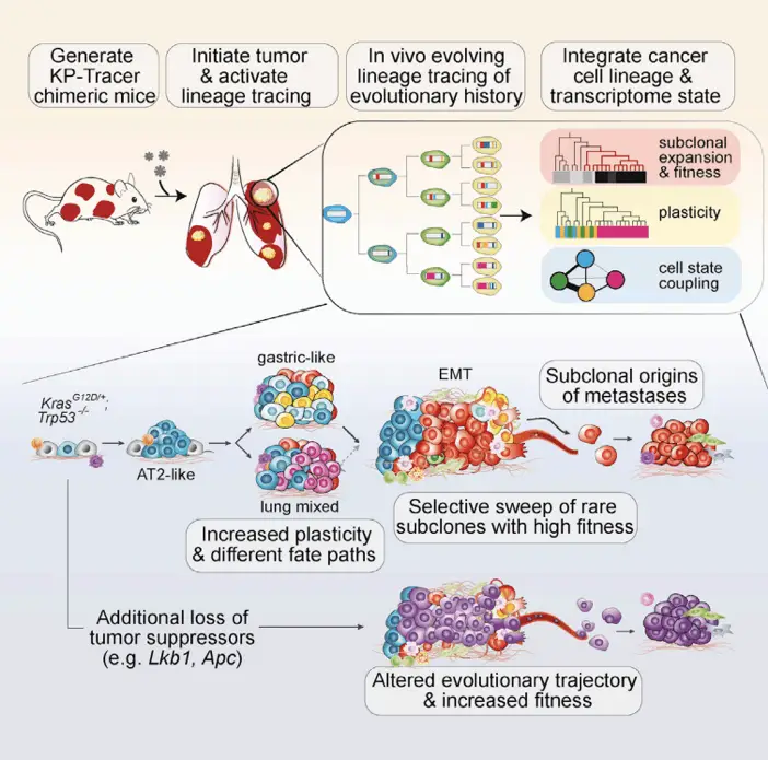 Lineage tracing in tumor development | Learn Cytometry Lineage tracing in tumor development