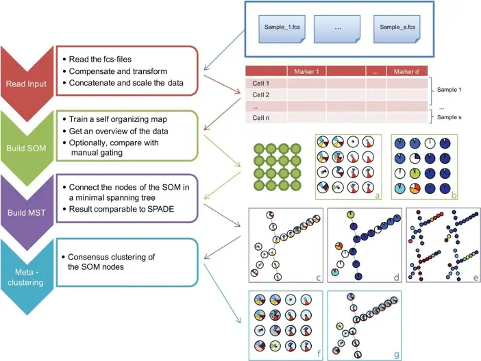 FlowSOM | Learn Cytometry