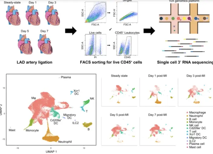 single cell RNA sequencing and CyTOF analysis of atherosclerosis | Learn Cytometry single cell RNA sequencing and CyTOF analysis of atherosclerosis